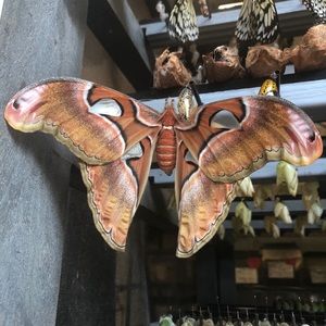 Meet your Posher, Alexis